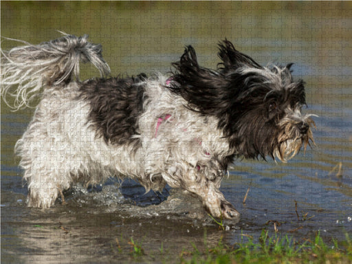 Havaneser am See - CALVENDO Foto-Puzzle - calvendoverlag 29.99