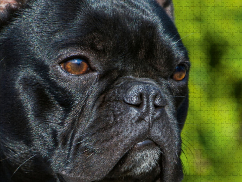 Französische Bulldogge - CALVENDO Foto-Puzzle - calvendoverlag 29.99