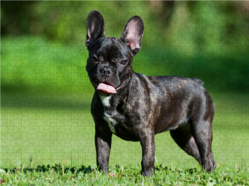 Französische Bulldogge Welpe auf der Wiese - CALVENDO Foto-Puzzle - calvendoverlag 29.99