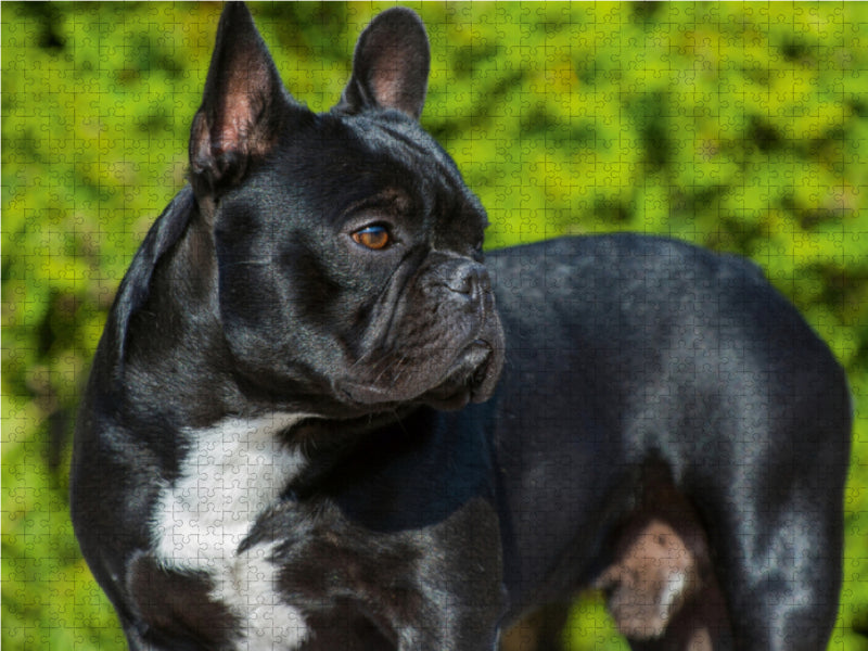 Traumhund Französische Bulldogge - CALVENDO Foto-Puzzle - calvendoverlag 29.99