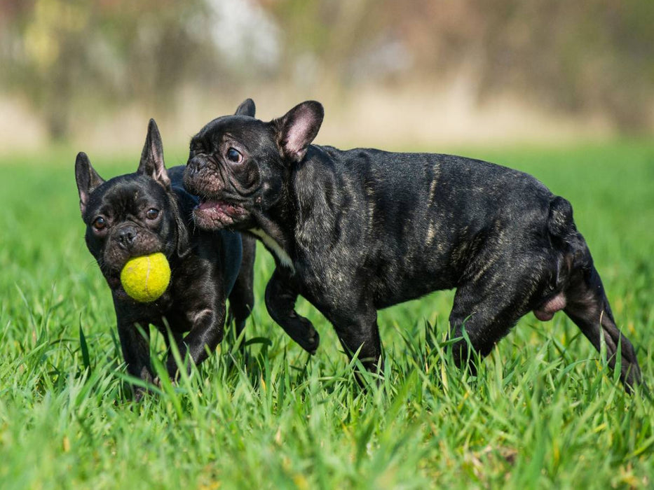 Französische Bulldogge - Welpen beim Spiel - CALVENDO Foto-Puzzle