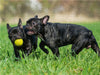 Französische Bulldogge - Welpen beim Spiel - CALVENDO Foto-Puzzle - calvendoverlag 29.99