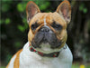 Französische Bulldogge - ein Freund für´s Leben - CALVENDO Foto-Puzzle - calvendoverlag 29.99
