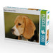 Beagle - ein Herz auf 4 Pfoten - CALVENDO Foto-Puzzle - calvendoverlag 29.99