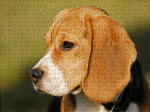 Beagle - ein Herz auf 4 Pfoten - CALVENDO Foto-Puzzle - calvendoverlag 29.99