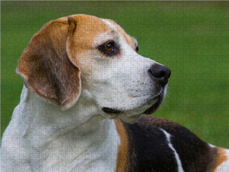 Beagle Porträt - CALVENDO Foto-Puzzle - calvendoverlag 29.99