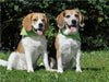 Beagle Pärchen - CALVENDO Foto-Puzzle - calvendoverlag 29.99