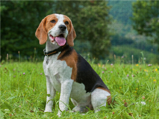 Traumhund Beagle - CALVENDO Foto-Puzzle - calvendoverlag 29.99