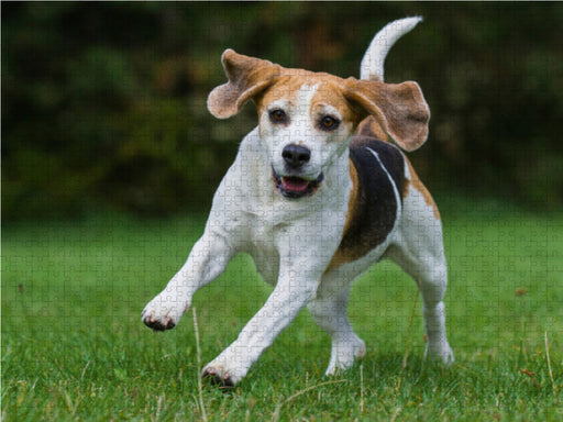 Beagle in Action - CALVENDO Foto-Puzzle - calvendoverlag 29.99