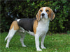 Beagle - CALVENDO Foto-Puzzle - calvendoverlag 29.99