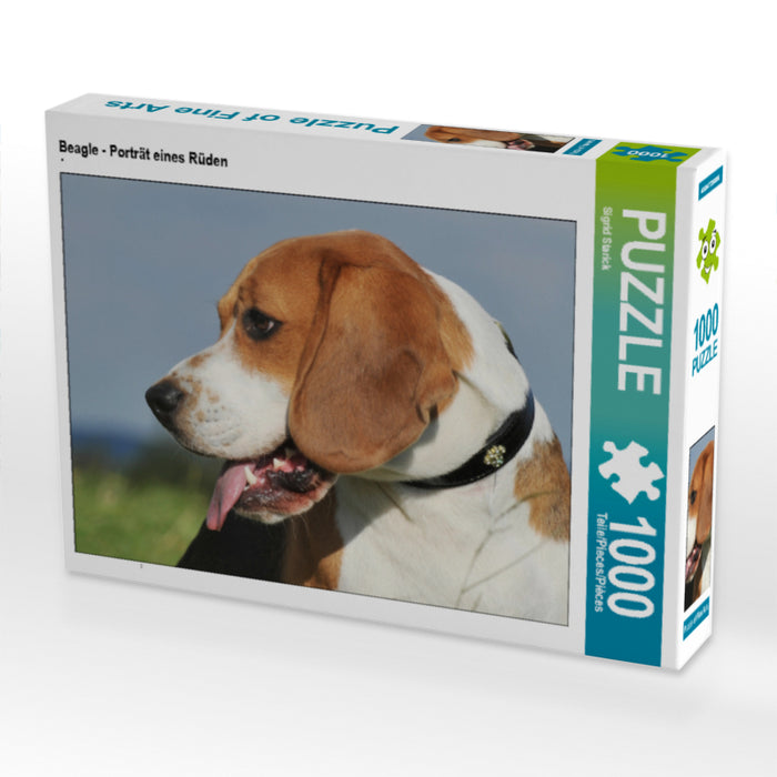 Beagle - Porträt eines Rüden - CALVENDO Foto-Puzzle - calvendoverlag 29.99