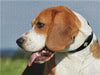 Beagle - Porträt eines Rüden - CALVENDO Foto-Puzzle - calvendoverlag 29.99