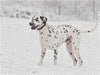 Dalmatiner im Schnee - CALVENDO Foto-Puzzle - calvendoverlag 29.99