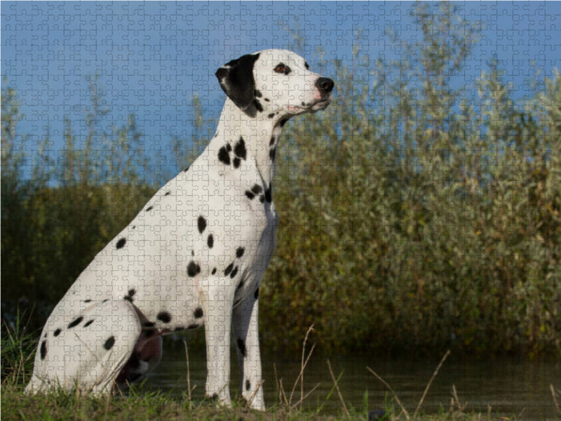 Dalmatiner am Wasser - CALVENDO Foto-Puzzle - calvendoverlag 29.99