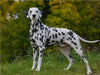 Dalmatiner im Herbst - CALVENDO Foto-Puzzle - calvendoverlag 29.99