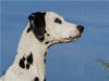 Dalmatiner Porträt - CALVENDO Foto-Puzzle - calvendoverlag 29.99