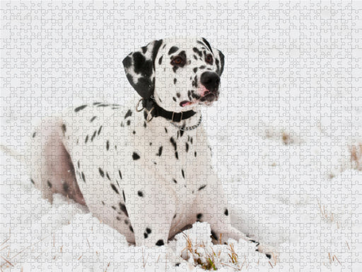 Dalmatiner im Winter - CALVENDO Foto-Puzzle - calvendoverlag 29.99