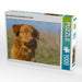 Nova Scotia Duck Tolling Retriever Porträt - CALVENDO Foto-Puzzle - calvendoverlag 29.99