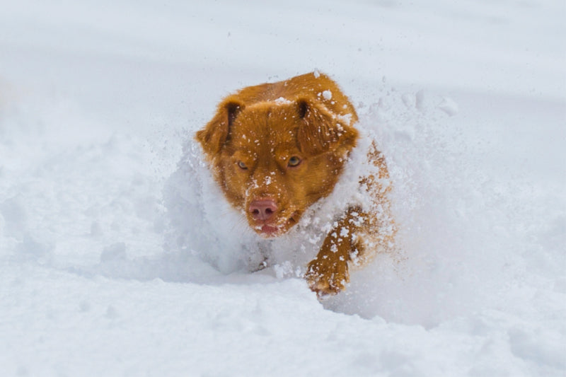 Premium Textil-Leinwand Premium Textil-Leinwand 120 cm x 80 cm quer Nova Scotia Duck Tolling Retriever - Spaß im Schnee