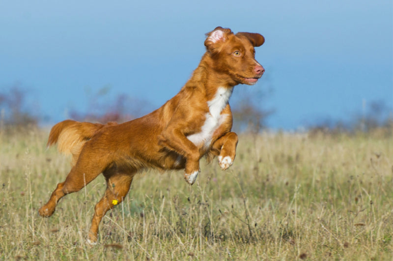 Premium Textil-Leinwand Premium Textil-Leinwand 120 cm x 80 cm quer Nova Scotia Duck Tolling Retriever auf dem Feld