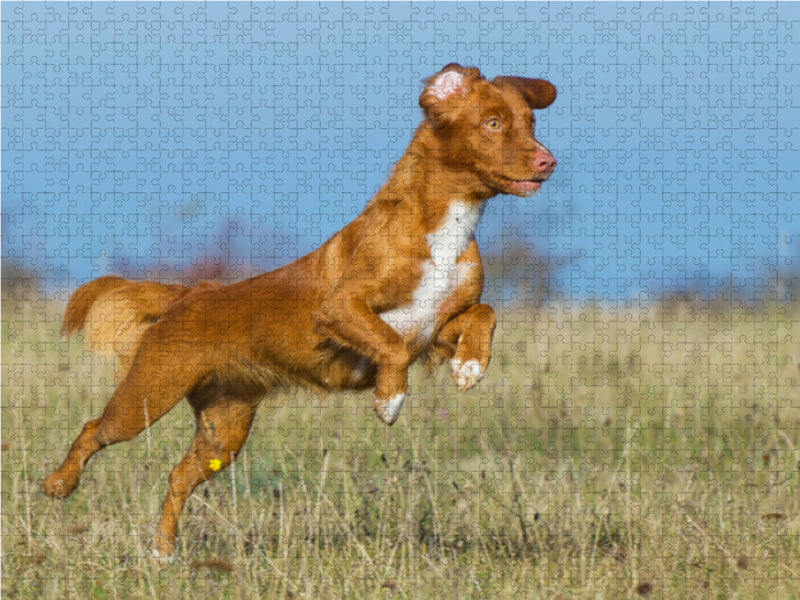 Nova Scotia Duck Tolling Retriever auf dem Feld - CALVENDO Foto-Puzzle - calvendoverlag 29.99