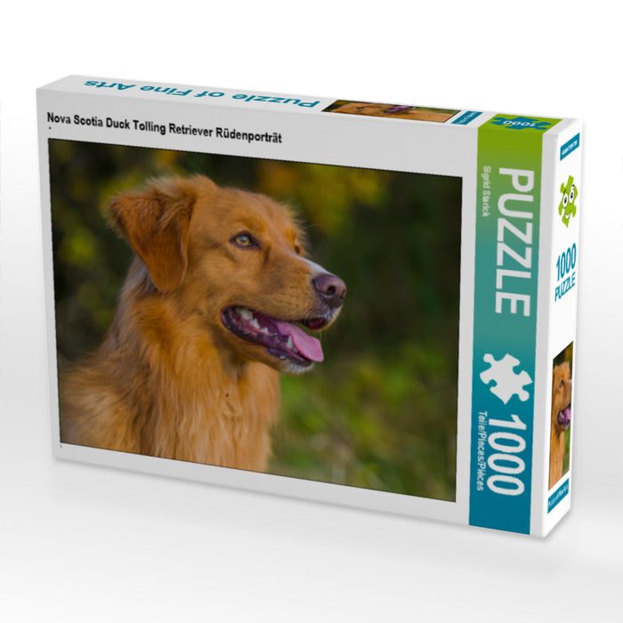 Nova Scotia Duck Tolling Retriever Rüdenporträt - CALVENDO Foto-Puzzle - calvendoverlag 29.99