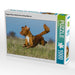 Flughund Nova Scotia Duck Tolling Retriever - CALVENDO Foto-Puzzle - calvendoverlag 29.99