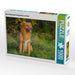 Nova Scotia Duck Tolling Retriever Rüde - CALVENDO Foto-Puzzle - calvendoverlag 29.99