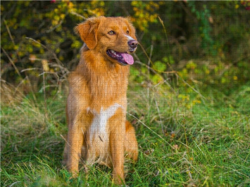 Nova Scotia Duck Tolling Retriever Rüde - CALVENDO Foto-Puzzle - calvendoverlag 29.99