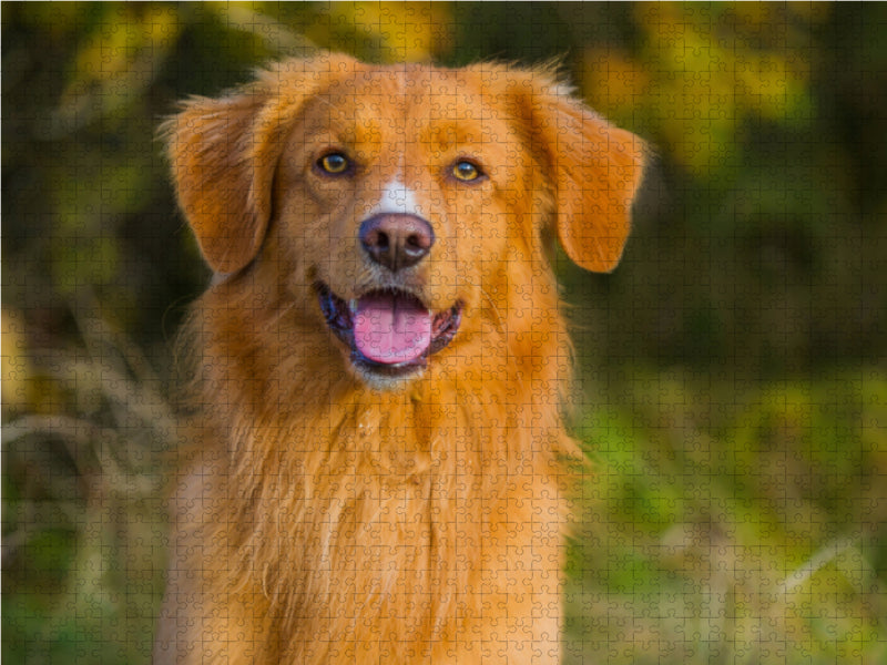 Nova Scotia Duck Tolling Retriever Porträt eines Rüden - CALVENDO Foto-Puzzle - calvendoverlag 29.99