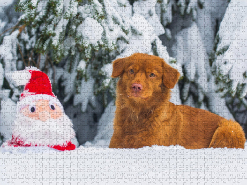 Nova Scotia Duck Tolling Retriever Weihnachten - CALVENDO Foto-Puzzle - calvendoverlag 29.99