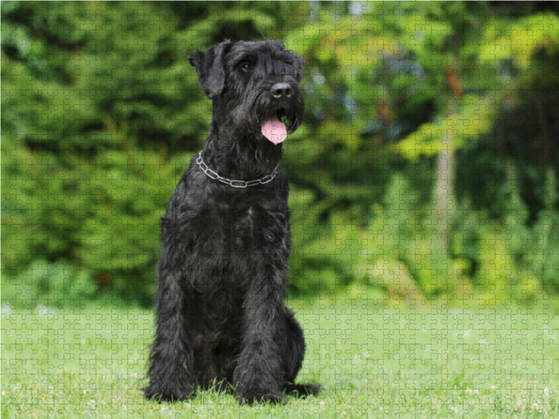 Sitzender Riesenschnauzer - CALVENDO Foto-Puzzle - calvendoverlag 29.99