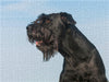 Riesenschnauzer Porträt einer Hündin - CALVENDO Foto-Puzzle - calvendoverlag 29.99