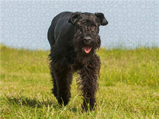 Bester Freund Riesenschnauzer - CALVENDO Foto-Puzzle - calvendoverlag 29.99