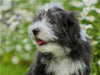 Bearded Collie Welpe - CALVENDO Foto-Puzzle - calvendoverlag 29.99