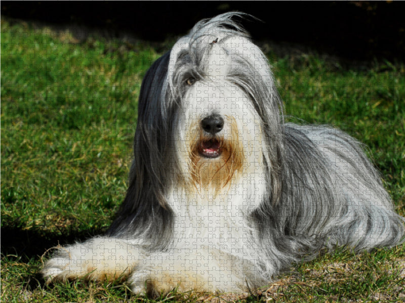 Bearded Collie auf der Wiese - CALVENDO Foto-Puzzle - calvendoverlag 29.99