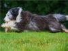 Bearded Collie im Flug über die Wiese - CALVENDO Foto-Puzzle - calvendoverlag 29.99