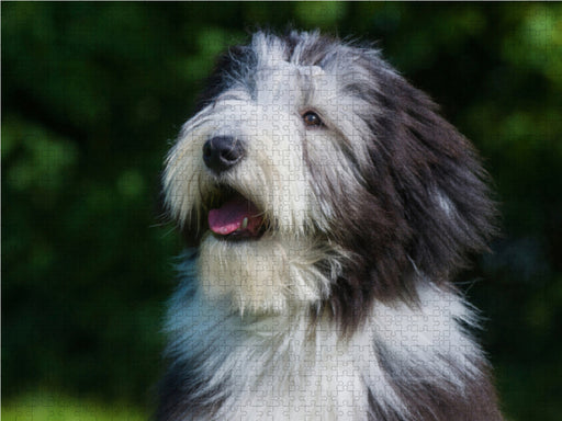 Bearded Collie Welpe Porträt - CALVENDO Foto-Puzzle - calvendoverlag 29.99