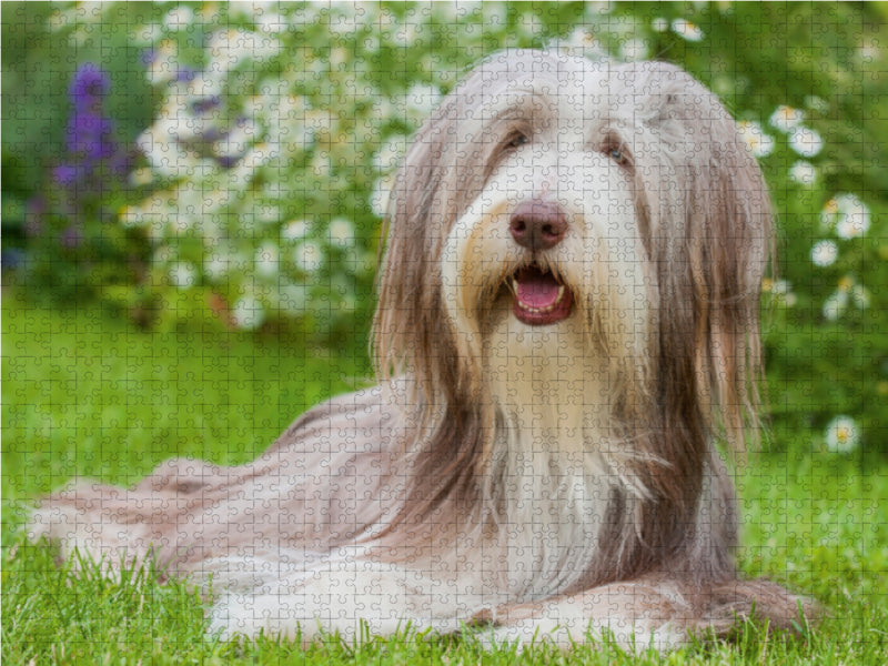 Bearded Collie Hündin - CALVENDO Foto-Puzzle - calvendoverlag 29.99