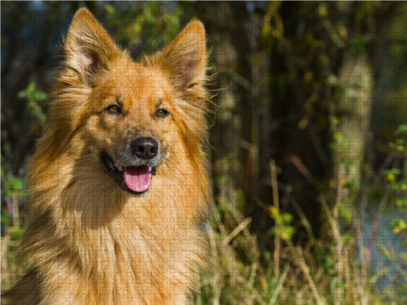 Harzer Fuchs Porträt - CALVENDO Foto-Puzzle - calvendoverlag 29.99