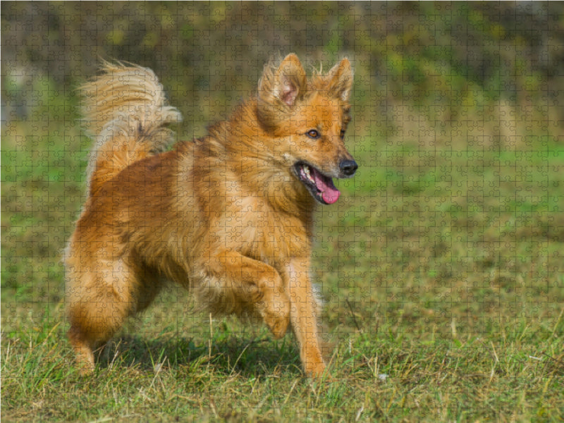 Harzer Fuchs rennt über die Wise - CALVENDO Foto-Puzzle - calvendoverlag 29.99