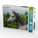 Lipizzaner Junghengst - CALVENDO Foto-Puzzle - calvendoverlag 29.99