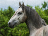 Lipizzaner Junghengst - CALVENDO Foto-Puzzle - calvendoverlag 29.99