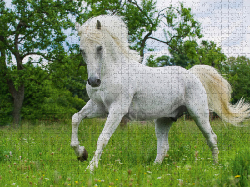 Lipizzaner Hengst Pluto Darina - CALVENDO Foto-Puzzle - calvendoverlag 29.99