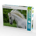 Lipizzaner Hengst Pluto Darina - CALVENDO Foto-Puzzle - calvendoverlag 29.99