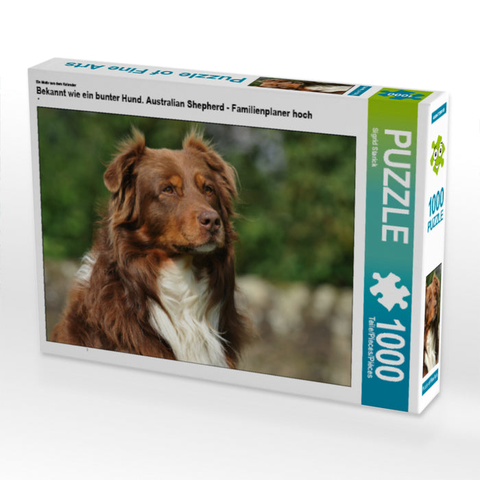 Bekannt wie ein bunter Hund. Australian Shepherd - Familienplaner hoch - CALVENDO Foto-Puzzle - calvendoverlag 29.99