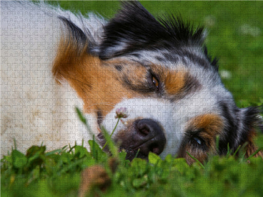 Bekannt wie ein bunter Hund. Australian Shepherd - Familienplaner hoch - CALVENDO Foto-Puzzle - calvendoverlag 29.99