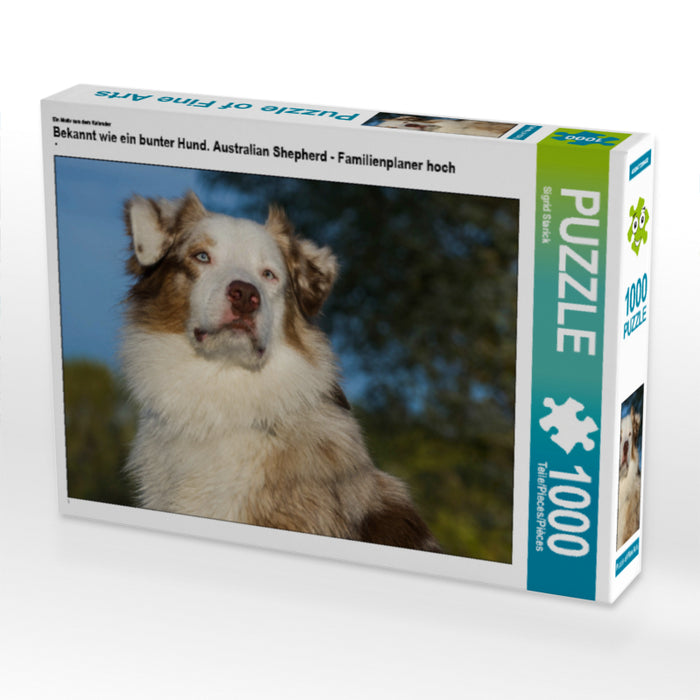 Bekannt wie ein bunter Hund. Australian Shepherd - Familienplaner hoch - CALVENDO Foto-Puzzle - calvendoverlag 29.99