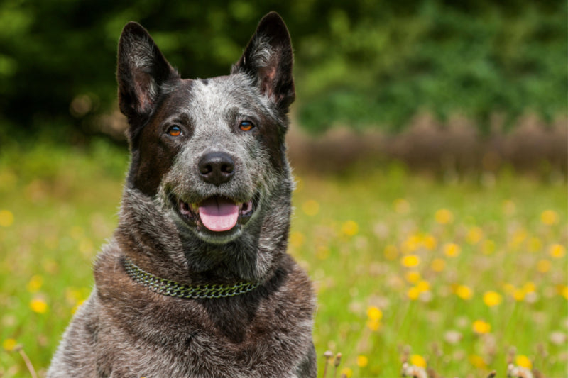 Premium Textil-Leinwand Premium Textil-Leinwand 120 cm x 80 cm quer Ein Motiv aus dem Kalender Power auf 4 Pfoten. Australian Cattle Dog