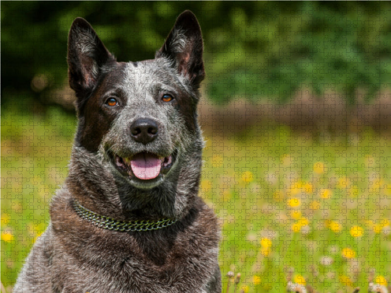 Power auf 4 Pfoten. Australian Cattle Dog - CALVENDO Foto-Puzzle - calvendoverlag 29.99